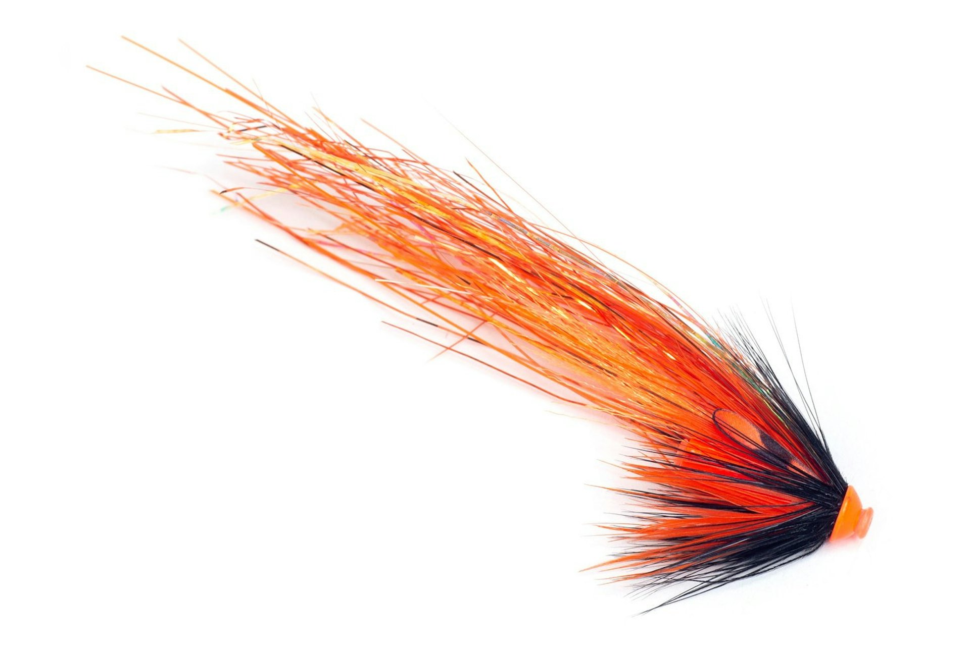 SG's Orange Flashwing