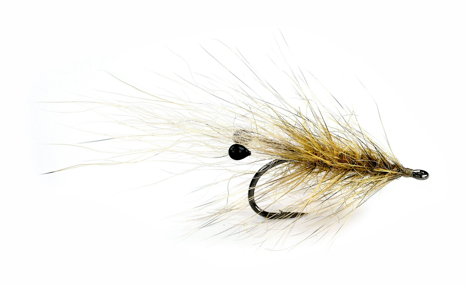 Coyote Grisen