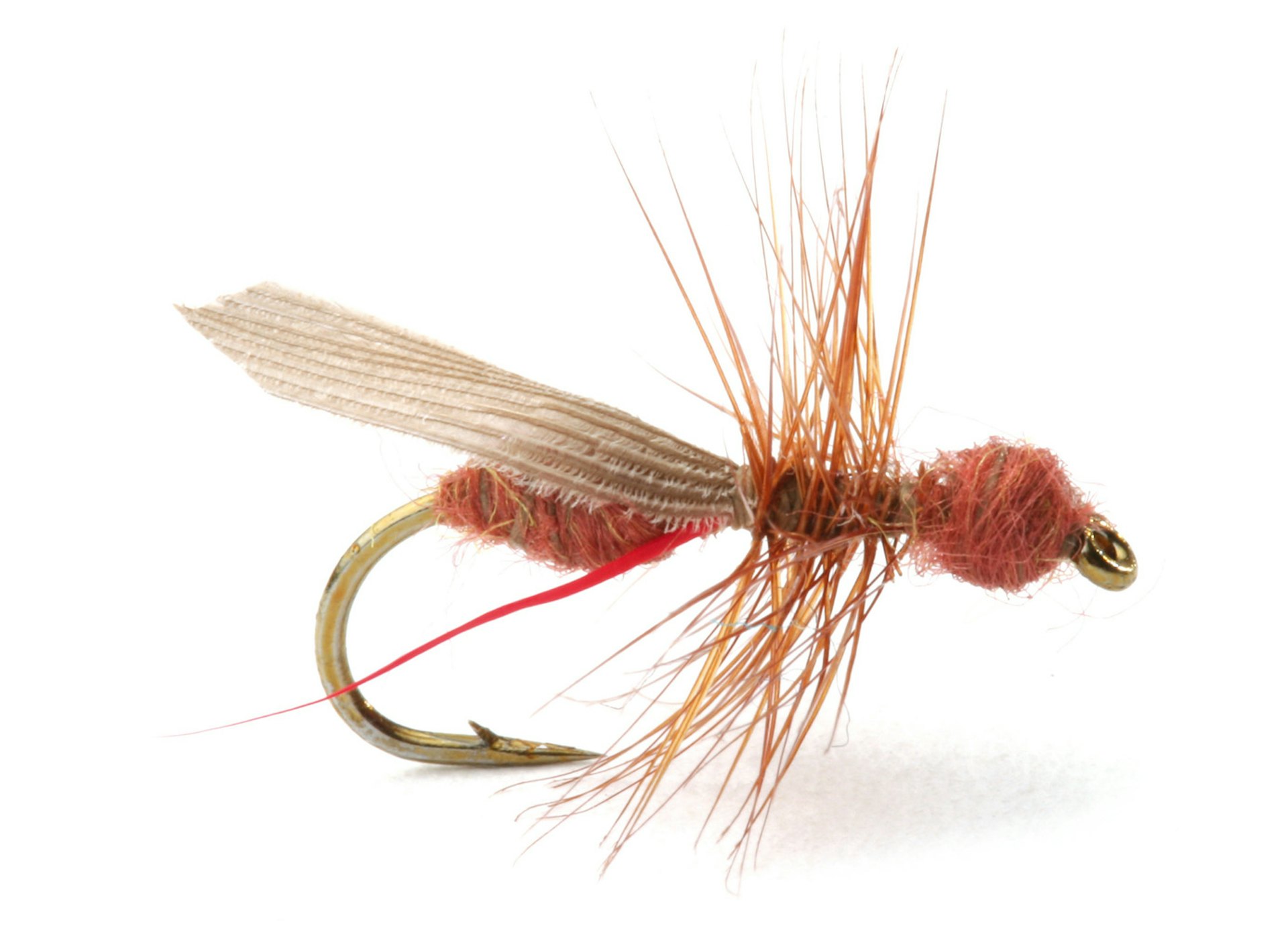 Flying Ant Cinnamon #16 (bild 1 av 1)