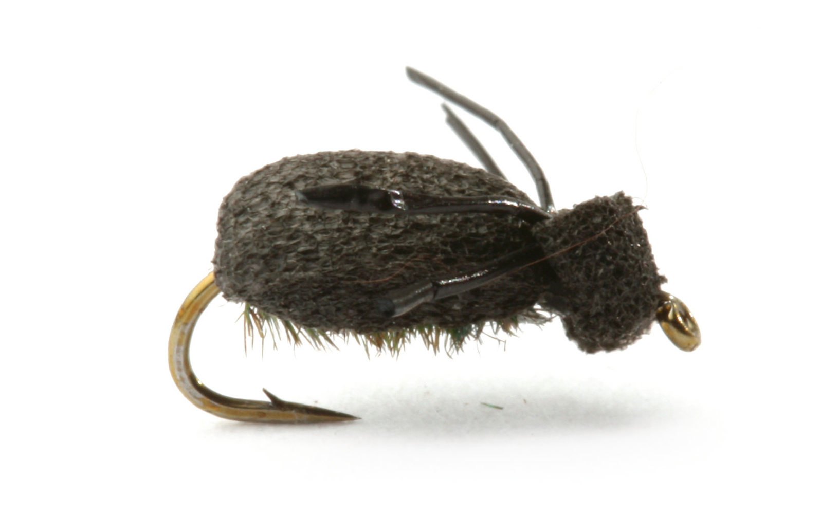 Foam Beetle Lawsons #16